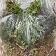 ヒメ日記 2026/03/31 18:20 投稿 ちか 佐賀人妻デリヘル 「デリ夫人」