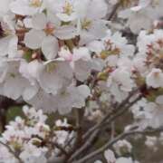 ヒメ日記 2026/04/02 20:07 投稿 ちか 佐賀人妻デリヘル 「デリ夫人」