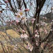 ヒメ日記 2025/03/13 07:26 投稿 ふうみ 久留米デリヘルセンター