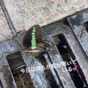 ヒメ日記 2025/07/07 20:01 投稿 アーシャ 逢って30秒で即尺