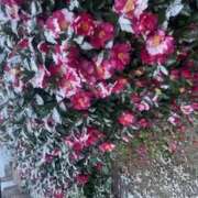 ヒメ日記 2026/01/25 13:12 投稿 アーシャ 逢って30秒で即尺