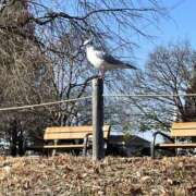 ヒメ日記 2024/12/11 09:24 投稿 まりか 人妻花かんざし