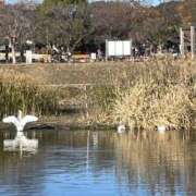 ヒメ日記 2025/01/12 09:42 投稿 まりか 人妻花かんざし