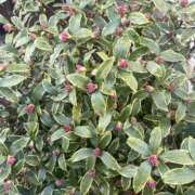 ヒメ日記 2025/02/23 09:38 投稿 まりか 人妻花かんざし