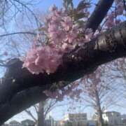 ヒメ日記 2025/03/17 09:36 投稿 まりか 人妻花かんざし