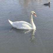 ヒメ日記 2025/03/26 09:36 投稿 まりか 人妻花かんざし