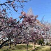 ヒメ日記 2025/03/29 09:42 投稿 まりか 人妻花かんざし