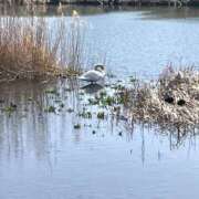 ヒメ日記 2025/03/30 09:43 投稿 まりか 人妻花かんざし