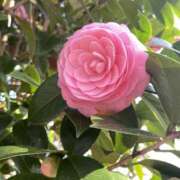 ヒメ日記 2025/04/05 09:36 投稿 まりか 人妻花かんざし