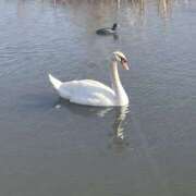 ヒメ日記 2025/05/13 09:33 投稿 まりか 人妻花かんざし