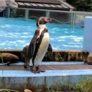 ヒメ日記 2025/05/14 09:34 投稿 まりか 人妻花かんざし