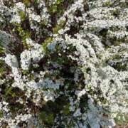 ヒメ日記 2025/05/21 11:07 投稿 まりか 人妻花かんざし