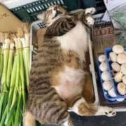 ヒメ日記 2025/06/10 09:41 投稿 まりか 人妻花かんざし