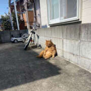 ヒメ日記 2025/07/02 09:34 投稿 まりか 人妻花かんざし