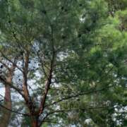 ヒメ日記 2025/08/28 09:38 投稿 まりか 人妻花かんざし