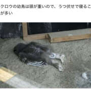 ヒメ日記 2025/09/10 09:37 投稿 まりか 人妻花かんざし