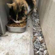 ヒメ日記 2025/09/21 09:44 投稿 まりか 人妻花かんざし