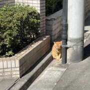 ヒメ日記 2025/10/08 09:35 投稿 まりか 人妻花かんざし