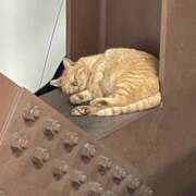 ヒメ日記 2025/10/09 09:37 投稿 まりか 人妻花かんざし