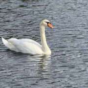 ヒメ日記 2025/11/08 09:38 投稿 まりか 人妻花かんざし