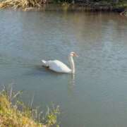 ヒメ日記 2025/11/19 09:35 投稿 まりか 人妻花かんざし