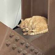 ヒメ日記 2025/11/23 09:39 投稿 まりか 人妻花かんざし