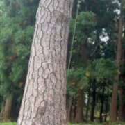 ヒメ日記 2026/01/01 10:28 投稿 まりか 人妻花かんざし