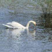 ヒメ日記 2026/01/24 09:39 投稿 まりか 人妻花かんざし