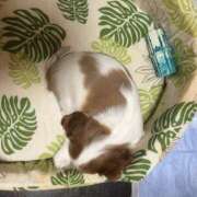 ヒメ日記 2026/02/03 09:42 投稿 まりか 人妻花かんざし