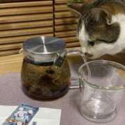 ヒメ日記 2026/02/10 09:37 投稿 まりか 人妻花かんざし