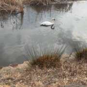ヒメ日記 2026/02/21 09:45 投稿 まりか 人妻花かんざし