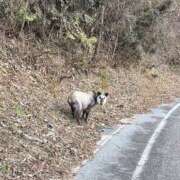 ヒメ日記 2026/02/26 09:37 投稿 まりか 人妻花かんざし