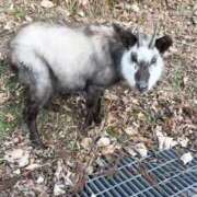 ヒメ日記 2026/03/01 09:38 投稿 まりか 人妻花かんざし