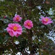 ヒメ日記 2026/03/15 09:41 投稿 まりか 人妻花かんざし