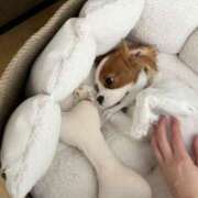 ヒメ日記 2026/03/19 09:36 投稿 まりか 人妻花かんざし