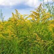 ヒメ日記 2026/03/24 09:38 投稿 まりか 人妻花かんざし