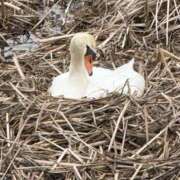 ヒメ日記 2026/04/07 09:41 投稿 まりか 人妻花かんざし
