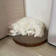 ヒメ日記 2025/10/02 21:17 投稿 かのん ドマーニ