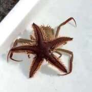 【みう】責められたがり美女 ヘイケガニ🦀 おねだり宮崎