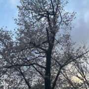 ヒメ日記 2026/03/28 01:49 投稿 かな ミラー