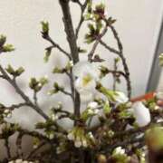 すず 24日 Ｙ様 奥様電車