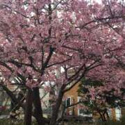 ヒメ日記 2026/04/14 08:34 投稿 ゆき DANKAN（ダンカン）