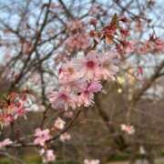 ヒメ日記 2025/03/25 12:37 投稿 しゅうか スピード日本橋店