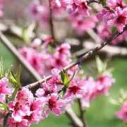 ヒメ日記 2025/03/03 11:55 投稿 ミサト(極) 人妻生レンタル