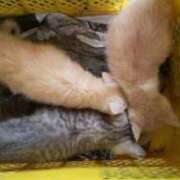 ヒメ日記 2025/07/20 18:05 投稿 のぞみ 千葉松戸ちゃんこ