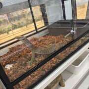 ヒメ日記 2026/01/26 21:18 投稿 のぞみ 千葉松戸ちゃんこ