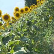 ヒメ日記 2025/08/25 22:04 投稿 さりな 金瓶梅(きんぺいぱい)(雄琴)