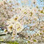 ヒメ日記 2025/04/08 19:29 投稿 つづり 金瓶梅(きんぺいぱい)(雄琴)