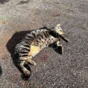 ヒメ日記 2025/06/12 16:54 投稿 つづり 金瓶梅(きんぺいぱい)(雄琴)