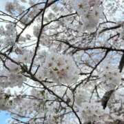 ヒメ日記 2025/04/15 16:05 投稿 らら 金瓶梅(きんぺいぱい)(雄琴)